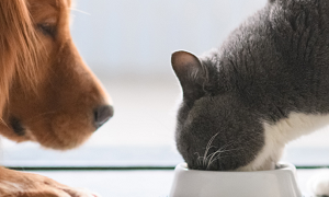 Alimento e problemas de pele